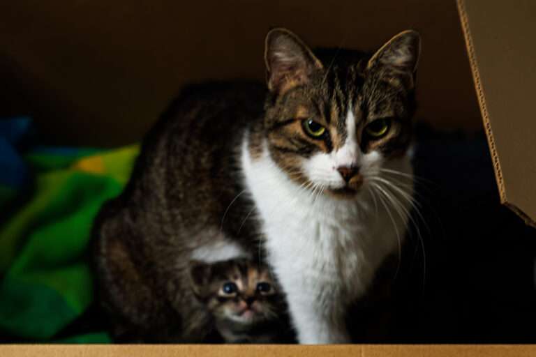 Naissance à l’Ehpad ! 🐱